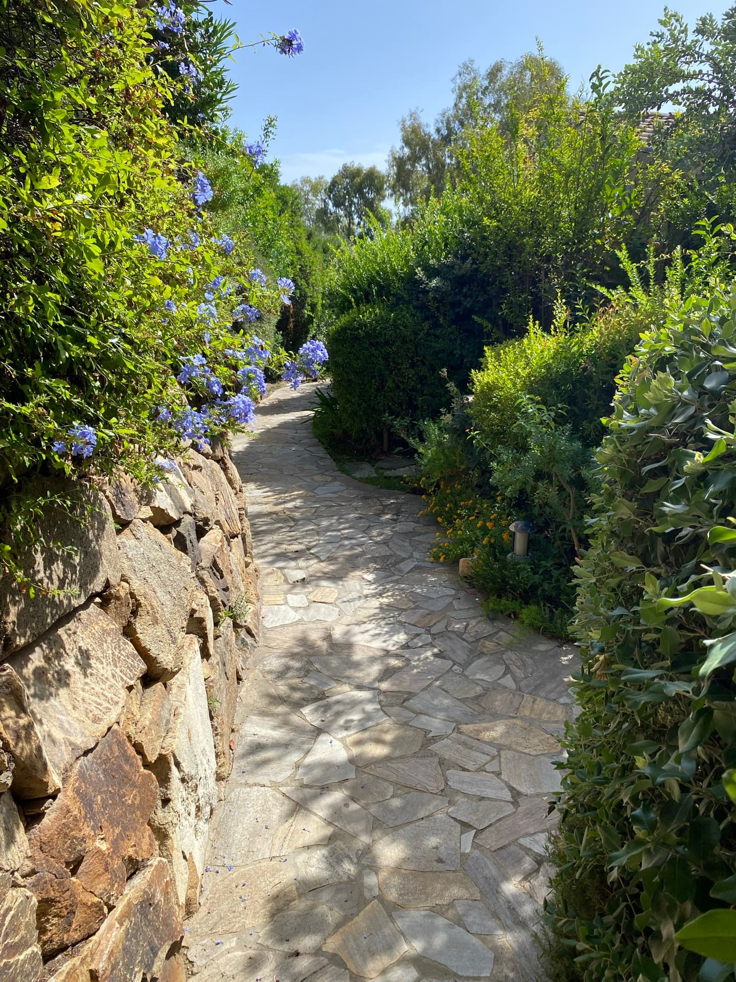 Garden with blue flowers